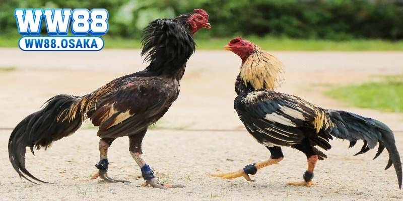 Đá gà cựa dao là gì? Sức hút của bộ môn đấu trường đỉnh cao