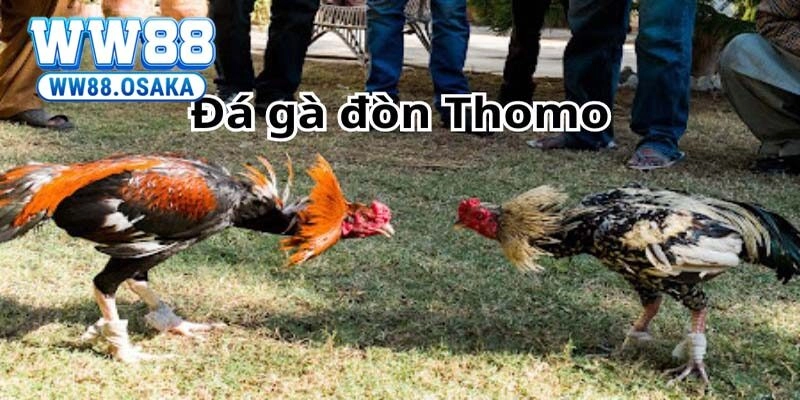 Các giống gà được kê thủ ưa chuộng trong đá gà thomo