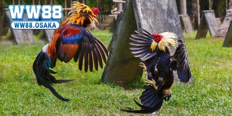 Lịch sử và nguồn gốc của đá gà thomo mà ít ai biết