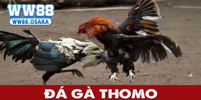 Đá gà thomo