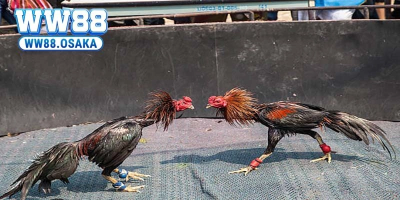 Hướng dẫn truy cập AG trực tiếp tại WW88