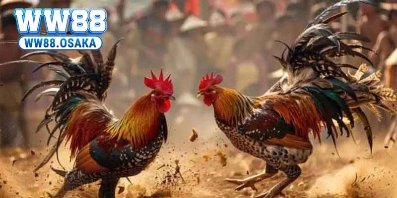 Mách bạn bí quyết cá cược Live daga hiệu quả tại nhà cái