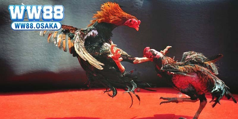 Các hình thức cá cược đá gà hay được sử dụng