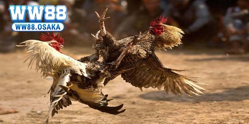 Lợi ích khi tham gia AG trực tiếp tại WW88